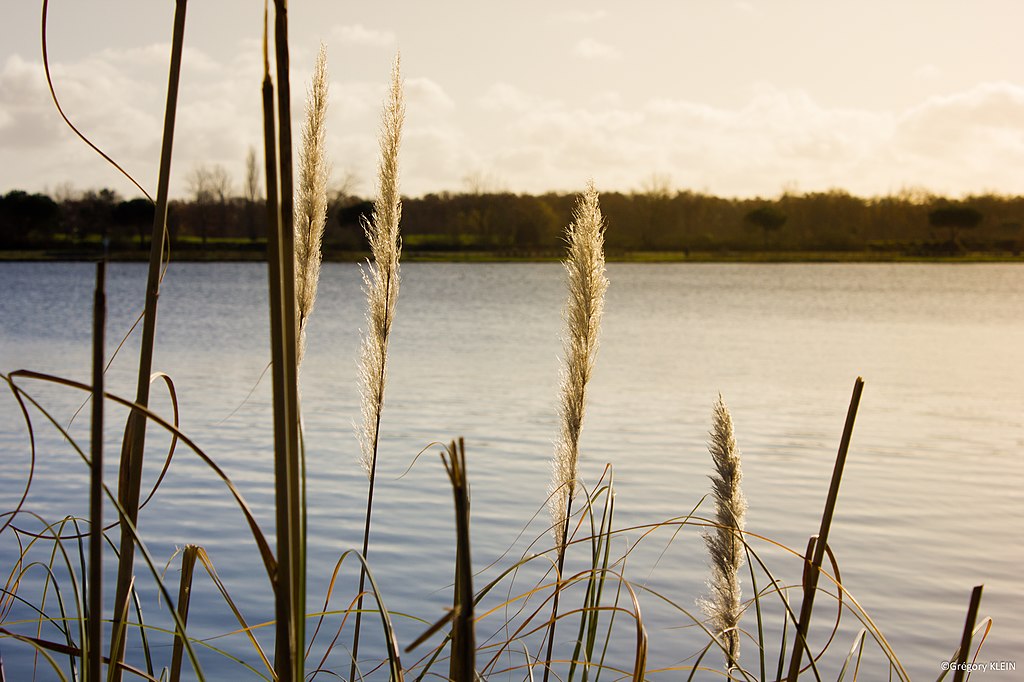 Piscine coque Tournefeuille